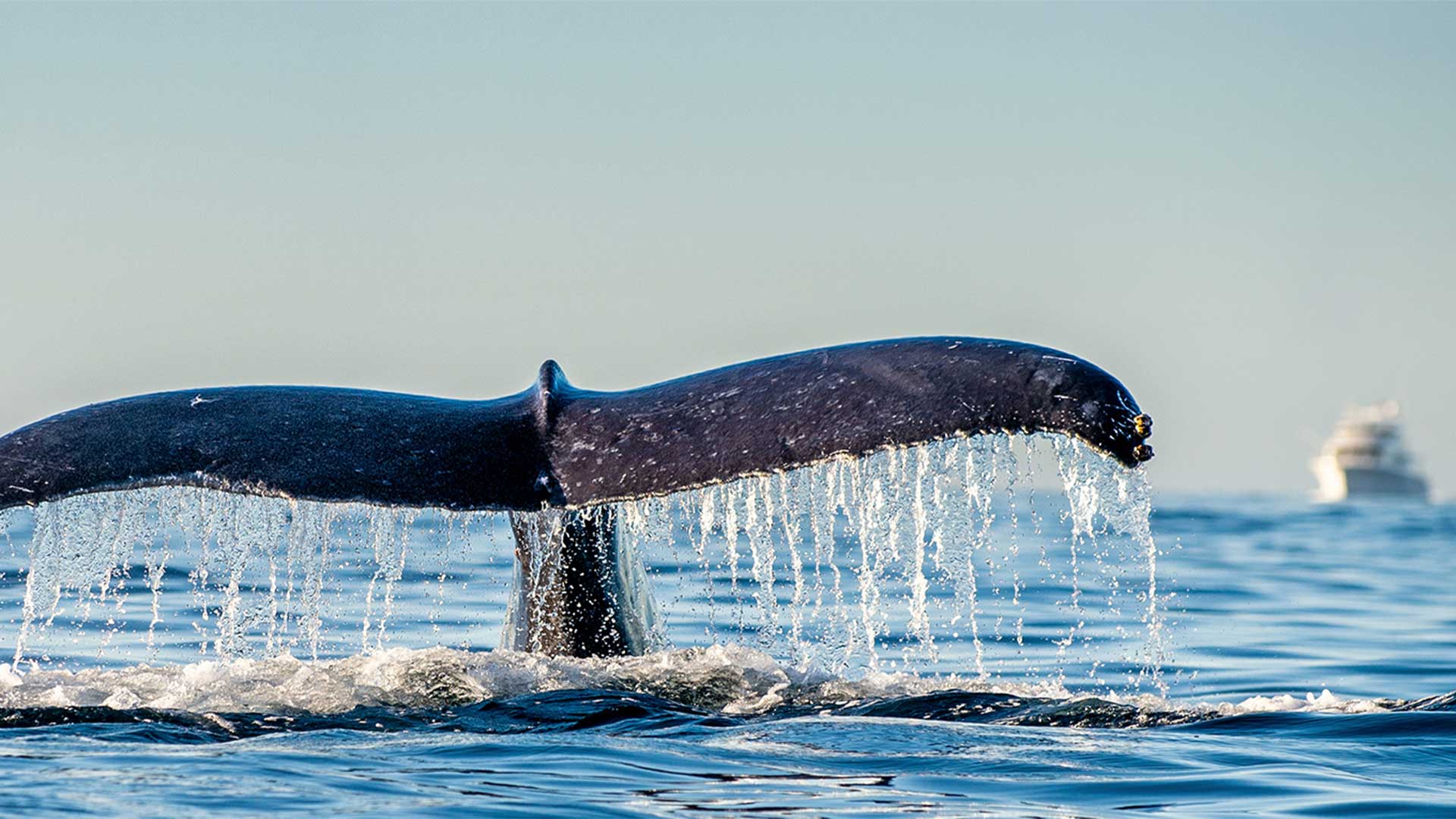 GateHouse Maritime vessel monitoring solution powered by AWS will help NOAA protect endangered whales